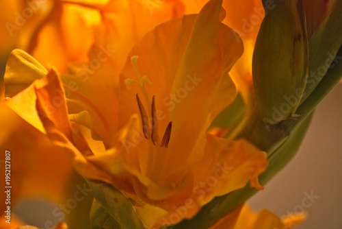 Fotografie Closeup of an orange Gladiola flower.