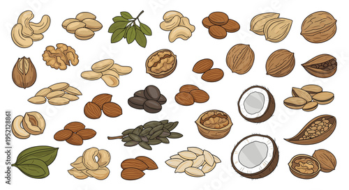 Comprehensive set of various nuts and seeds including walnuts, almonds, cashews, and coconuts are shown with leaves on white background.