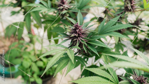 Close-up of vibrant purple cannabis flowers growing on a healthy marijuana plant,Cultivation of premium medical cannabis, featuring ripe purple buds and green leaves,