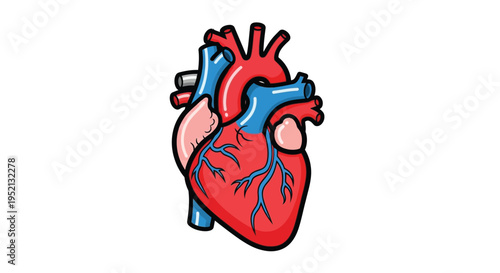 Anatomical illustration of a human heart with arteries and veins