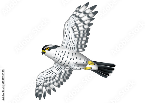 猛禽・野鳥イラスト　「オオタカ」　ベクター形式