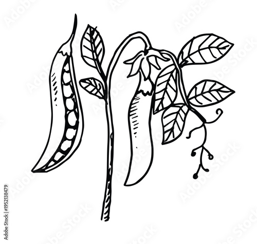 pea plant hand drawn sketch