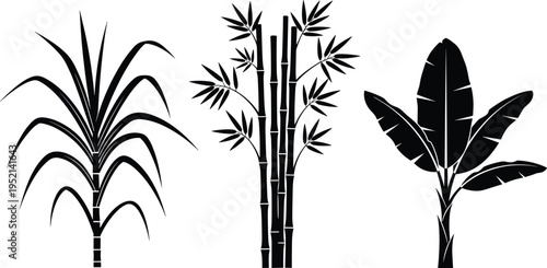 Tropical plant silhouettes set with bamboo, banana tree and palm foliage, exotic botanical elements collection for jungle nature design isolated vector illustration