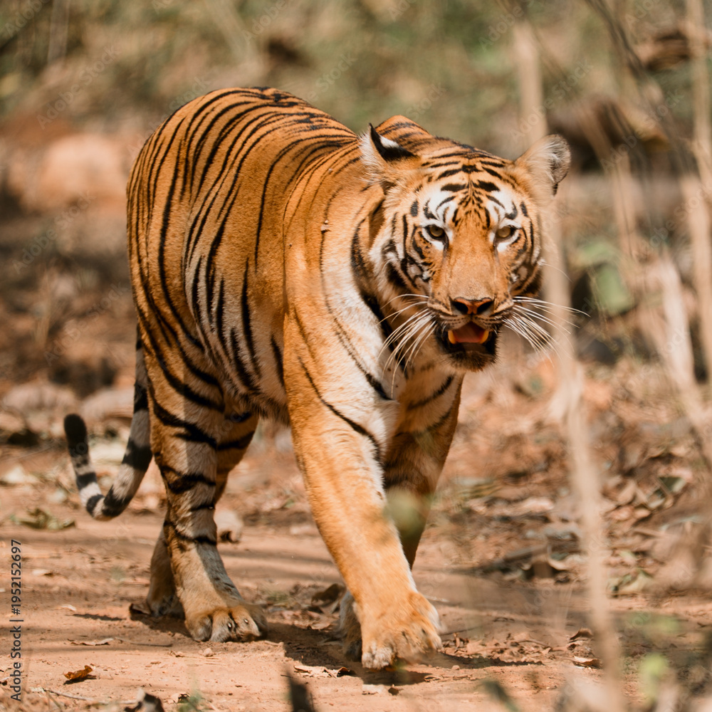 Obraz premium tiger in the wild