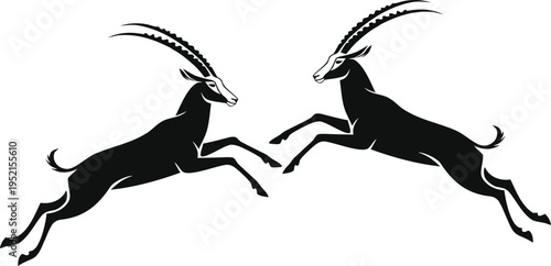 Two jumping black springbok gazelle vector illustration, facing each other, with white faces and long curved horns, isolated on a clean white background, ideal for logo or emblem design.