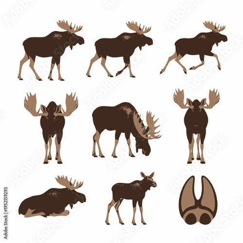 Detailed vector illustration set of North American bull moose in various active and resting poses including walking, running, grazing, and lying down, plus a hoof print icon.