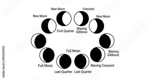 Phases of the Moon Lunar Cycle Diagram