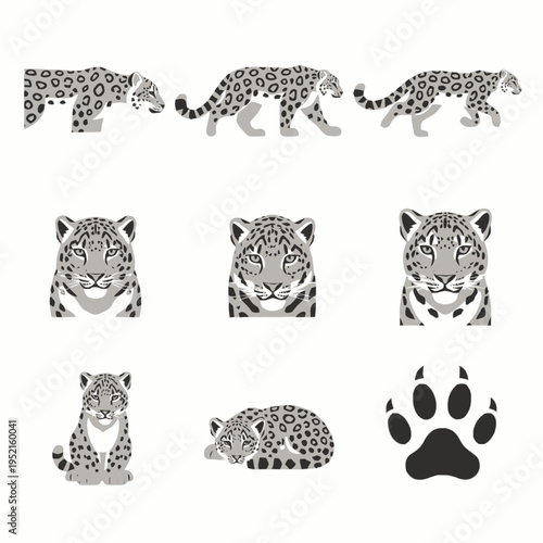 Vector illustration set featuring snow leopards in walking, sitting, and lying poses, including frontal head portraits and a paw print icon with claws on a plain white background.