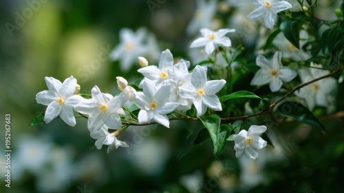 Detailed view of jasmine blossoms in full bloom
