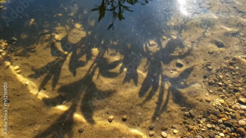 Sunlight dances on the clear water, casting intricate shadows of leaves on the riverbed, creating a serene and natural abstract pattern.