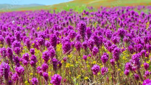 Wallpaper Mural Slow motion shot of purple owl's clover wildflower super bloom at Antelope Valley in Lancaster, California, USA Torontodigital.ca