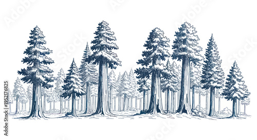 Sequoia Forest Landscape, Tall Evergreen Trees, Hand Drawn Sketch Style