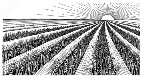 Sunrise Over Ripe Wheat Field, Rural Landscape, Agricultural Illustration