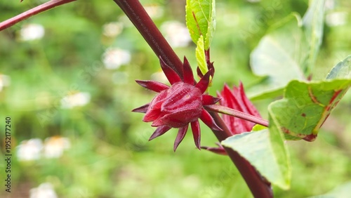 Roselle flower or Hibiscus sabdariffa.