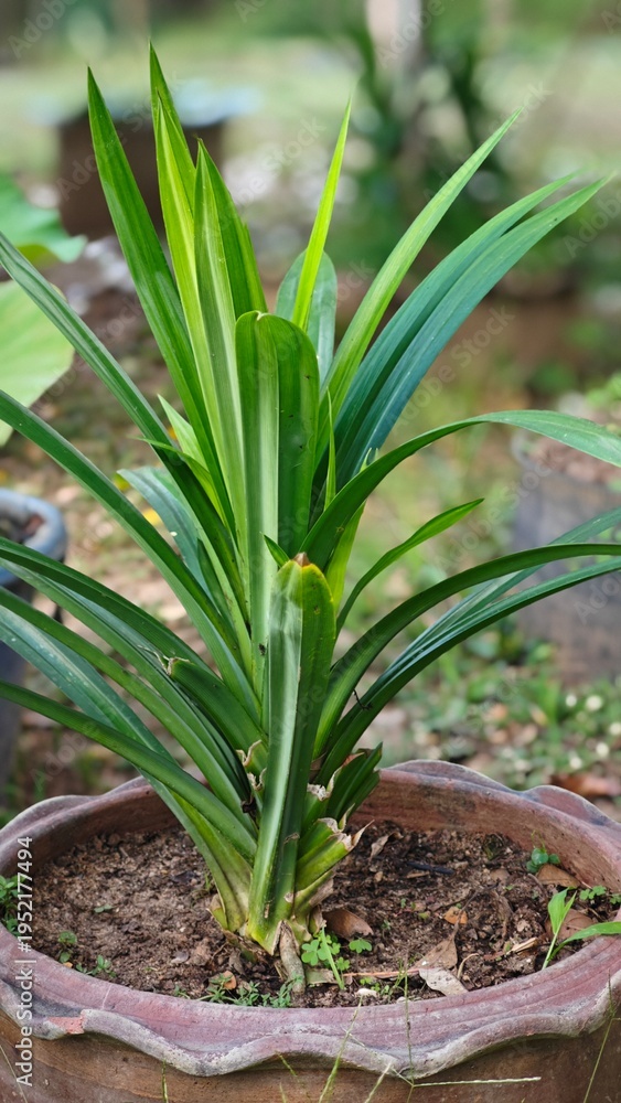 Obraz premium Pandan leaves, the plants in garden.