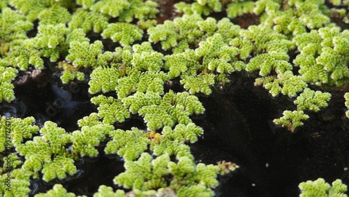 Mosquito ferns in a pond.