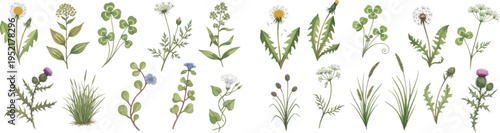 Meadow Plants and Herbs Set