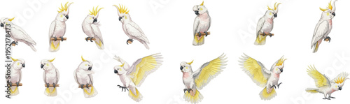 Watercolor Cockatoo Collection