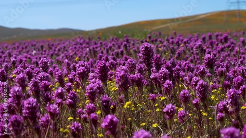 Wallpaper Mural Slow motion shot of purple owl's clover wildflower super bloom at Antelope Valley in Lancaster, California, USA Torontodigital.ca