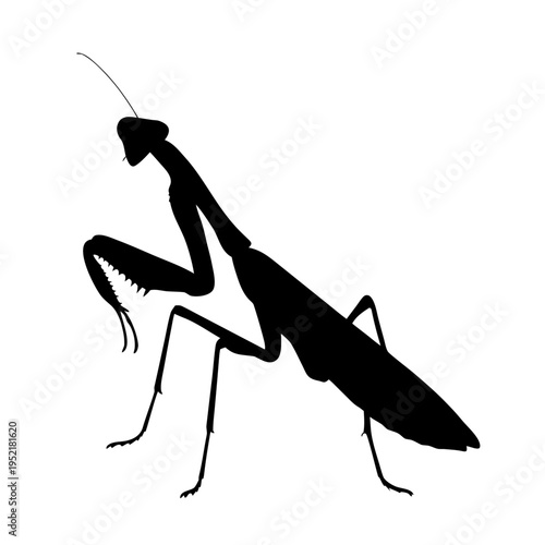 A detailed black silhouette of a praying mantis insect isolated on a crisp plain white background Vector silhouette