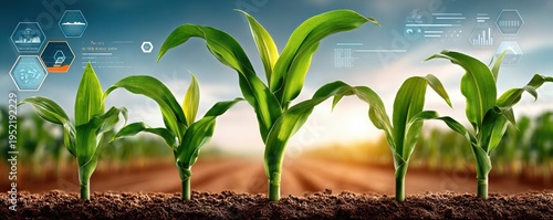 Young corn sprouts in a field with digital agriculture data overlays symbolizing smart farming