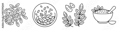 Artistic line drawing showing presentation of moringa seeds and leaves