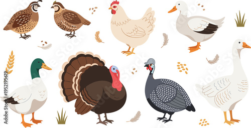 Farm Poultry Birds Collection with Chicken Duck Goose Turkey Quail and Guinea Fowl Domestic Animals Vector Illustration Set