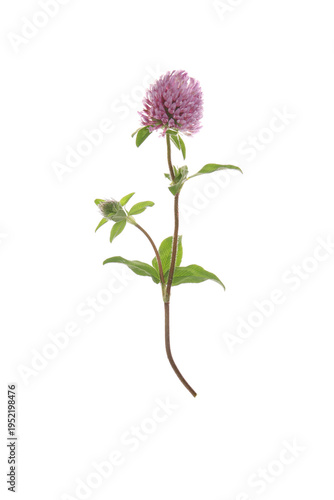 flowers of red clover on a white background, Trifolium pratense