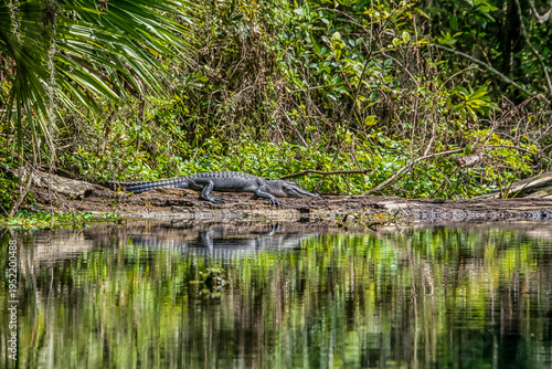Crocodile rests on a log beside calm water