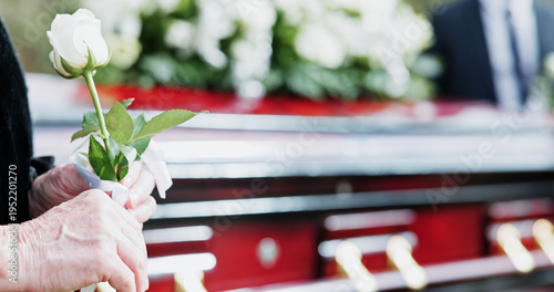 Obraz na plátně Coffin, rose and hand in graveyard with funeral, bereavement and burial ceremony for final goodbye