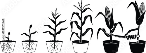 Corn plant growth stages illustration, maize development from seedling to harvest isolated agricultural vector diagram set