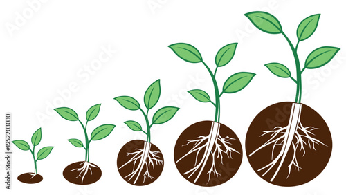 A vector graphic illustration of a plant growing in stages from seedling to maturity