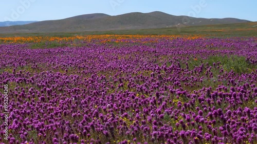 Wallpaper Mural Slow motion shot of purple owl's clover wildflower super bloom at Antelope Valley in Lancaster, California, USA Torontodigital.ca