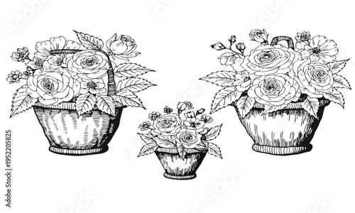 Vintage floral illustration depicting three woven baskets overflowing with roses and foliage high quality professional detailed