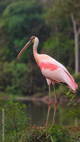Roseate Spoonbill Bird in Natural Habitat.