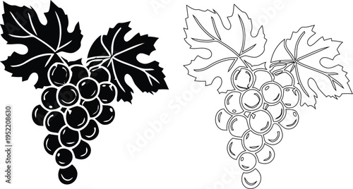 Grape bunch illustration with leaf in outline and silhouette styles. Minimal fruit design showing vine leaves and clustered berries. Botanical graphic element for food, agriculture.