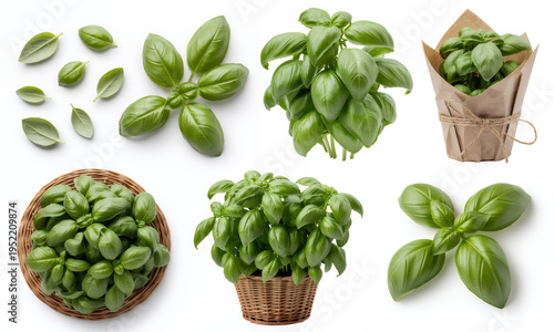 Fresh basil leaves and plants in baskets green herb