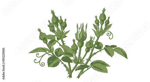 A green plant with leaves and stems.