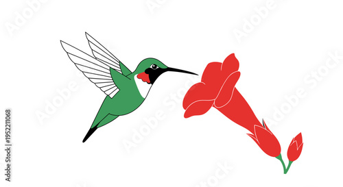 A green hummingbird approaching a red flower.