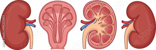 Detailed anatomical illustration of human kidneys showing renal artery, vein, ureter, cortex, medulla, pyramids, pelvis, calyces, educational diagram