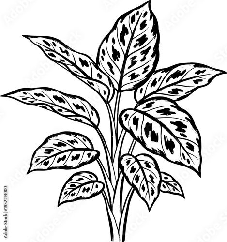 Detailed black ink botanical line drawing of a variegated aglaonema plant showcasing spotted leaf patterns and natural stem structure