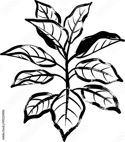 Monochromatic ink wash illustration of a lush coffee plant branch with textured calligraphic strokes and expressive charcoal line work isolated on white background