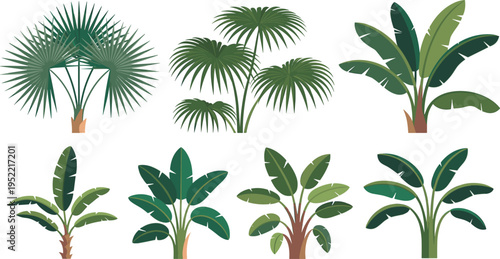 Tropical plants and palm trees collection illustration, exotic jungle foliage set, botanical greenery elements, nature design, flat vector leaves, decorative plant concept