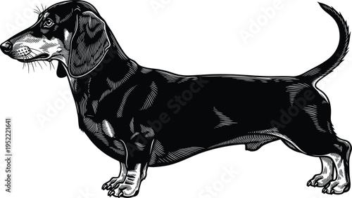 dachshund dog standing side view with long body and short legs, pet canine illustration, cad drawing flat vector illustration