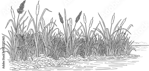 Hand Drawn Reed Grass and Cattails by Lakeside with Pebbles and Water Ripples, Wetland Nature Landscape Line Art Illustration for Botanical and Environmental Design