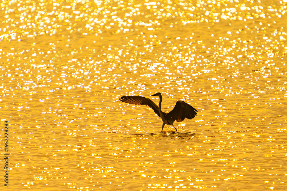 Naklejka premium Gray heron,Wildlife in natural habitat in sunset