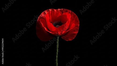 A vibrant red poppy stands tall against a stark black background, showcasing delicate petals and a textured stem.