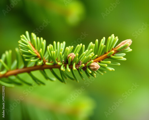 Close up of a spruce tree branch with bright green needles and small brown buds against a soft blurred green background