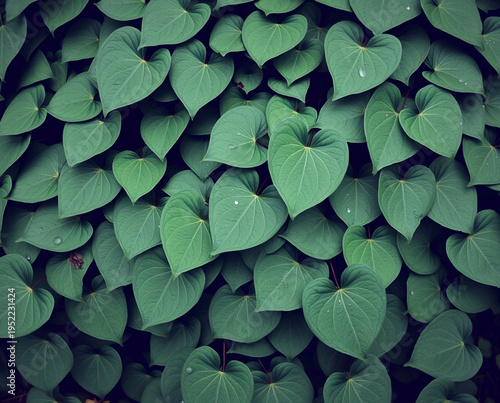 Dense cluster of heart shaped green leaves forming a natural foliage background pattern