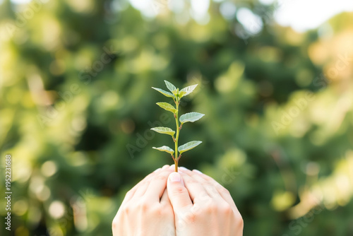 Hands holding a small green sprout against a blurred natural background of foliage and sunlight